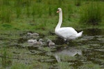 Mute swan | Wāna. Female (pen) watching over cygnets. Harts Creek, December 2009. Image © Peter Reese by Peter Reese.