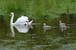 Mute swan | Wāna. Female (pen) with cygnets. Harts Creek, December 2009. Image © Peter Reese by Peter Reese.