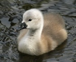 Mute swan | Wāna. Young cygnet. Wanganui, November 2012. Image © Ormond Torr by Ormond Torr.