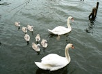 Mute swan | Wāna. Pair with 7 cygnets. Amsterdam, Netherlands, June 2009. Image © Joke Baars by Joke Baars.