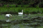 Mute swan | Wāna. Pair with cygnets. Harts Creek, December 2009. Image © Peter Reese by Peter Reese.