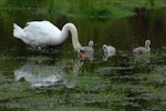 Mute swan | Wāna. Female (pen) with cygnets. Harts Creek, December 2009. Image © Peter Reese by Peter Reese.