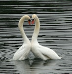 Mute swan | Wāna. Post-coital display. Wanganui, August 2009. Image © Ormond Torr by Ormond Torr.