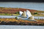 Mute swan | Wāna. Side view of two adults in flight. Near Auxerre, France, January 2016. Image © Cyril Vathelet by Cyril Vathelet.