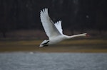 Mute swan | Wāna. Adult in flight. Lac d'Orient, France, January 2016. Image © Cyril Vathelet by Cyril Vathelet.