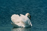 Mute swan | Wāna. Rear view of adult on water. Image © Department of Conservation ( image ref: 10033339 ) by Murray Williams, Department of Conservation.