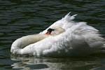 Mute swan | Wāna. Adult in aggressive posture. Wanganui, December 2009. Image © Ormond Torr by Ormond Torr.