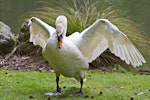 Mute swan | Wāna. Captive bird stretching wings. Hamilton, October 2012. Image © Raewyn Adams by Raewyn Adams.