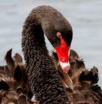 Black swan | Kakīānau. Angled view of adult head. Wanganui, February 2008. Image © Ormond Torr by Ormond Torr.