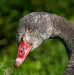 Black swan | Kakīānau. Close view of immature head. Wanganui, September 2005. Image © Ormond Torr by Ormond Torr.