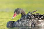 Black swan | Kakīānau. Immature. Lake Tarawera, Bay of Plenty, November 2005. Image © Neil Fitzgerald by Neil Fitzgerald.