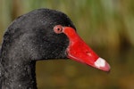 Black swan | Kakīānau. Close view of adult head in profile. Lake Rotoiti, May 2007. Image © Peter Reese by Peter Reese.