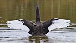 Black swan | Kakīānau. Adult beating wings showing colouring. Lake Okareka, September 2012. Image © Raewyn Adams by Raewyn Adams.