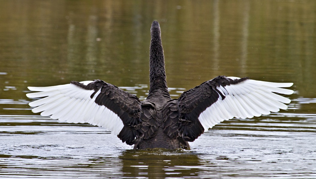 Black swan | Kakīānau. Adult beating wings showing colouring. Lake Okareka, September 2012. Image © Raewyn Adams by Raewyn Adams.