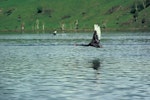 Black swan | Kakīānau. Adult in flight. Lake Whangape, October 1980. Image © Department of Conservation ( image ref: 10042534 ) by John Kendrick, Department of Conservation.