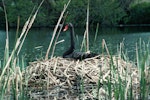 Black swan | Kakīānau. Adult on nest of reeds. October 1989. Image © Department of Conservation ( image ref: 10048749 ) by Department of Conservation.