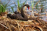 Black swan | Kakīānau. Adult on nest. Wanganui, September 2005. Image © Ormond Torr by Ormond Torr.