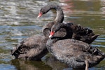 Black swan | Kakīānau. Three juveniles. Lake Rotoiti, April 2010. Image © Peter Reese by Peter Reese.