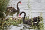 Black swan | Kakīānau. Pair near their nest with 4 cygnets. Nelson sewage ponds, March 2017. Image © Rebecca Bowater by Rebecca Bowater FPSNZ AFIAP.