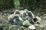 Black swan | Kakīānau. Cygnets in nest. Lake Ellesmere, March 1972. Image © Department of Conservation ( image ref: 10037551 ) by Gerrard Findlay Department of Conservation.