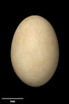 Black swan | Kakīānau. Egg 100.9 x 68.4 mm (NMNZ OR.018751, collected by Frederich-Carl Kinsky). Lake Wairarapa, October 1950. Image © Te Papa by Jean-Claude Stahl.