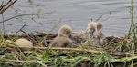 Black swan | Kakīānau. Four newly hatched cygnets on nest. Nelson sewage ponds, March 2017. Image © Rebecca Bowater by Rebeccca Bowater.