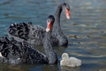 Black swan | Kakīānau. Adult pair with cygnet. Wellington Zoo, January 1958. Image © Department of Conservation ( image ref: 10047063) by Department of Conservation.