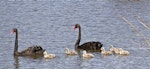 Black swan | Kakīānau. Adult pair with cygnets. Nelson sewage ponds, September 2015. Image © Rebecca Bowater by Rebecca Bowater FPSNZ AFIAP.