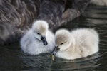 Black swan | Kakīānau. Two young cygnets feeding. Northbrook Wetlands, July 2015. Image © Kathy Reid by Kathy Reid.