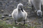 Black swan | Kakīānau. Cygnet walking. Lake Taupo, January 2011. Image © Jenny Atkins by Jenny Atkins.