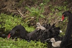 Black swan | Kakīānau. Pair with cygnets. Mangere inlet near Ambury Regional Park, July 2016. Image © John and Melody Anderson, Wayfarer International Ltd by John and Melody Anderson.