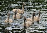 Black swan | Kakīānau. Cygnets on water. Wanganui, October 2011. Image © Ormond Torr by Ormond Torr.