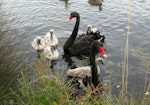 Black swan | Kakīānau. Adults with cygnets. Bexley Wetlands, Christchurch, January 2009. Image © James Mortimer by James Mortimer.