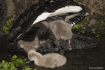 Black swan | Kakīānau. Adult lifting its wings to enable cygnets to climb on its back. Mangere inlet near Ambury Regional Park, July 2016. Image © John and Melody Anderson, Wayfarer International Ltd by John and Melody Anderson.