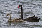 Black swan | Kakīānau. Parent with juvenile.. Hamurana Springs, October 2012. Image © Raewyn Adams by Raewyn Adams.