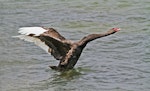 Black swan | Kakīānau. Adult beating its wings. Hamurana Springs, October 2012. Image © Raewyn Adams by Raewyn Adams.