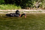 Black swan | Kakīānau. Pair mating. Lake Rotoiti, April 2007. Image © Peter Reese by Peter Reese.