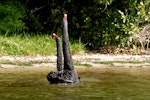 Black swan | Kakīānau. Pair displaying post copulation. Lake Rotoiti, May 2007. Image © Peter Reese by Peter Reese.