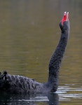 Black swan | Kakīānau. Adult calling. Wanganui, April 2008. Image © Ormond Torr by Ormond Torr.