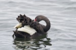 Black swan | Kakīānau. Adult preening. Hamurana Springs, October 2012. Image © Raewyn Adams by Raewyn Adams.