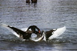 Black swan | Kakīānau. Two adults fighting. Lake Taupo, November 1997. Image © Albert Aanensen by Albert Aanensen.