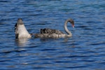 Black swan | Kakīānau. Two juveniles feeding. Lake Alexandrina, February 2008. Image © Peter Reese by Peter Reese.