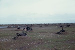 Black swan | Kakīānau. Adults on nests by lake. Birdlings Flat, Lake Ellesmere. Image © Department of Conservation ( image ref: 10046959 ) by Peter Morrison, Department of Conservation.