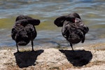 Black swan | Kakīānau. Pair roosting. Lake Rotorua, January 2009. Image © Peter Reese by Peter Reese.