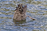 Black swan | Kakīānau. Upended bird feeding on lake. Lake Rotoiti, October 2012. Image © Raewyn Adams by Raewyn Adams.