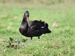 Black swan | Kakīānau. Adult grazing. Ayrlies Gardens, Whitford, September 2016. Image © Marie-Louise Myburgh by Marie-Louise Myburgh.