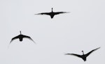 Black swan | Kakīānau. Ventral view of three adults in flight. Manawatu River estuary, March 2012. Image © Phil Battley by Phil Battley.