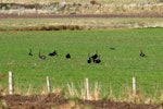 Black swan | Kakīānau. Flock feeding on pasture. Canterbury, July 2010. Image © Peter Reese by Peter Reese.