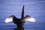 Black swan | Kakīānau. Front view of spreading wings. Lake Taupo, January 2013. Image © Albert Aanensen by Albert Aanensen.