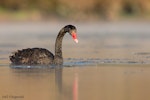 Black swan | Kakīānau. Adult on lake. Lake Taupo, April 2007. Image © Neil Fitzgerald by Neil Fitzgerald.